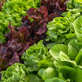 六三では、水耕栽培したレタスを使用しています。ストレスなく育ったため、土で育てたものよりもえぐみが少なく、柔らかな食感を楽しめます。