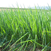 六三自慢の美味しいねぎ焼には、焼くことで甘みが増す京都産の九条ねぎを産地直送で使用しています。