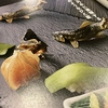 日本料理 馳惣の写真