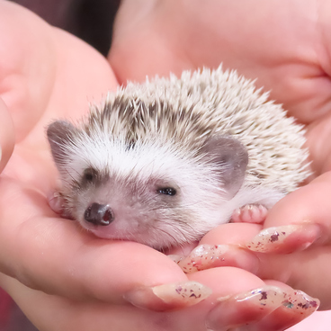あうるぱーく フクロウカフェ 池袋西口のおすすめ料理1