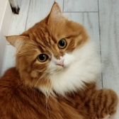 ANIMAL cafe and Bar mofuttoの詳細