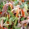 豚の胃と野菜サラダ