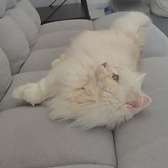 讃岐nekoの雰囲気2