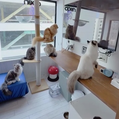 ANIMAL cafe and Bar mofuttoの雰囲気2