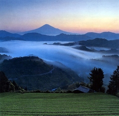 静岡県産の【天空の抹茶】