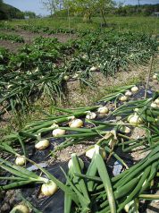 野菜は有機 自家栽培＆地元の農家さん。