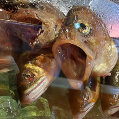 居酒屋はせ川 岡崎本店のコース写真