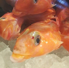 居酒屋はせ川 岡崎本店のコース写真