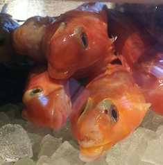 居酒屋はせ川 岡崎本店のコース写真