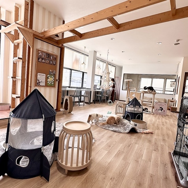CAT CAFE 美観neko ビカンネコの雰囲気1