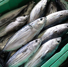 【一本釣りの衝撃】漁港直送のご馳走。