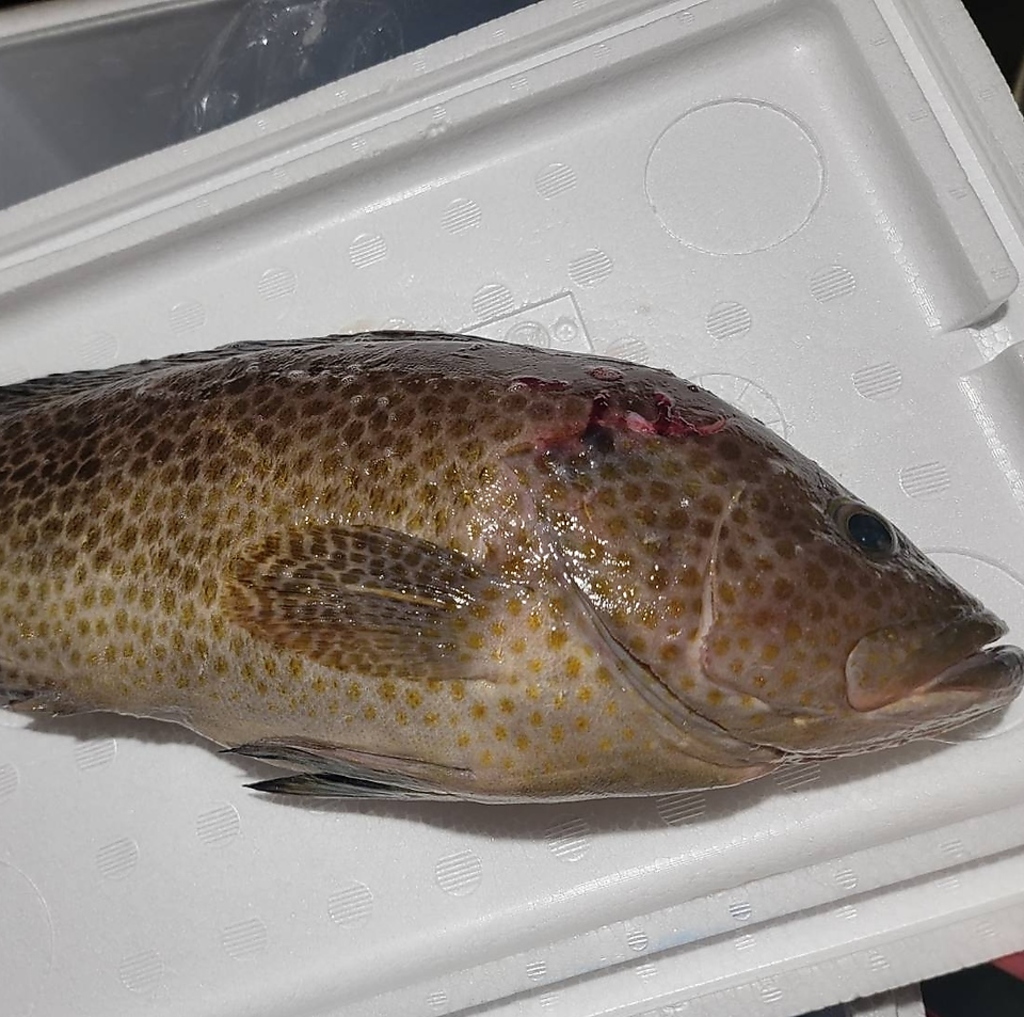 ※市場直送旬の食材でご提供しております！