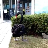 黒鳥の親子が遊びに来ることも♪会えたらラッキーかも！？