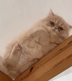 CAT CAFE 美観neko ビカンネコの雰囲気2