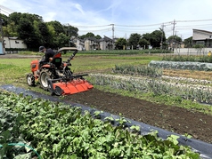 畑で採れた新鮮な野菜