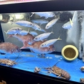 店内には生簀を完備し、活きの良い魚介をそのままお客様へご提供。注文を受けてから調理するため、鮮度と旨みは格別です。見た目にも鮮やかで臨場感あふれる一皿は特別な席やご宴会にも最適。贅沢な体験をお楽しみ頂けます！