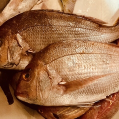 刺身弁当