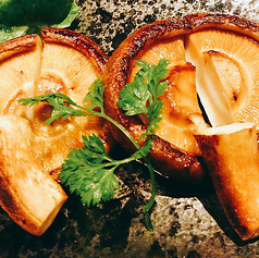 大統領しいたけ