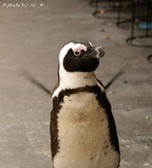 ペンギンのいるダイニングバー沖縄 のスタッフ5
