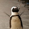 ペンギンのいるダイニングバー沖縄 のスタッフ5