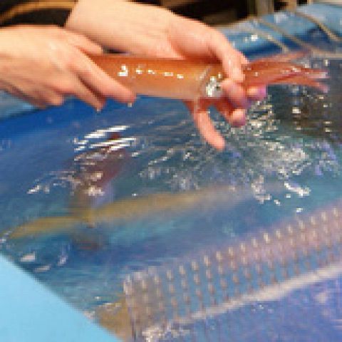 イカセンター 新宿総本店 西新宿 和食 ネット予約可 ホットペッパーグルメ