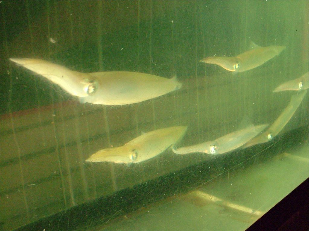 入口にある生簀には地魚が泳ぎ、鮮度抜群の刺身が食べられます。