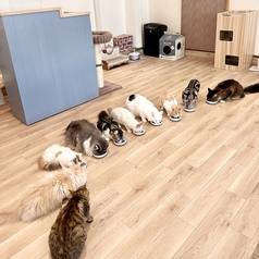 猫カフェ 美観nekoのおすすめ料理1