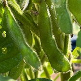 【鮮度抜群な野菜の数々】当店は野菜もその時の旬のものを使用しております！メニューも豊富なので、サラダ他、野菜を使用したお料理はどれも美味しくお召し上がりいただけます。是非旬の素材を使用したお料理をお酒と共にご家族や会社での各種宴会にご利用くださいませ。