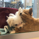 ANDog アンドッグのおすすめ料理2