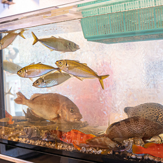 水槽に泳いでいるぴちぴちの新鮮活魚・活貝をさばきます。