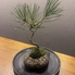 BON栽 ボンサイのロゴ