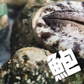 料理メニュー写真&nbsp;アワビ
