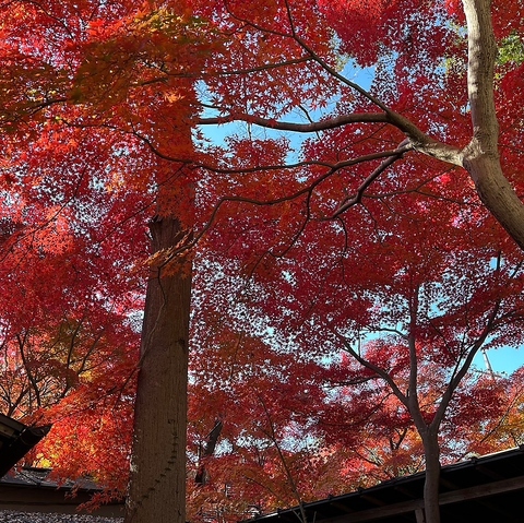 GrowGardenToriyama O[K[fg}