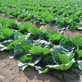【金の餃子のこだわり～食材～】食材は産地や旬にこだわり、健康にもなるべく配慮できるように心がけております。