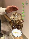 フクロウさんやミミズクさん。大きい子から小さい子まで様々。みんな大人しく、人懐っこい性格の子が多いです。ゆったりフクロウさんと触れ合いされる方も多いです。おやつあげ体験も人気です。