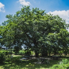 Cafe and Restaurant LENRI レンリの雰囲気1