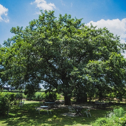 Cafe and Restaurant LENRI 