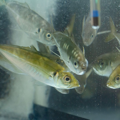 海鮮酒場　虹里の写真2