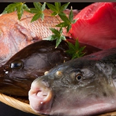 旬の長浜市場直送の鮮魚を刺、焼、揚、煮、蒸でご堪能下さい！