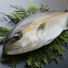 季節のブランド魚を赤字大特価でご提供。今時期は『大分産大分ヒラマサ』のお刺身