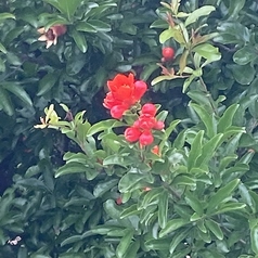 DOLCE ドルチェのコース写真