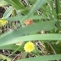 DOLCE ドルチェのコース写真