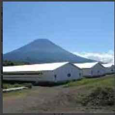 産地直送!