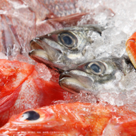 確かな目利きで仕入れる“海鮮”