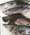 料理メニュー写真 三浦半島から直送の鮮魚で造る 刺身盛り合せ