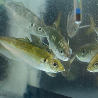 西院で生け簀のある居酒屋はここだけ！？