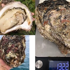 徳島産　大粒岩牡蠣
