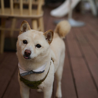 11月12月はディナー限定でペット同伴OK！