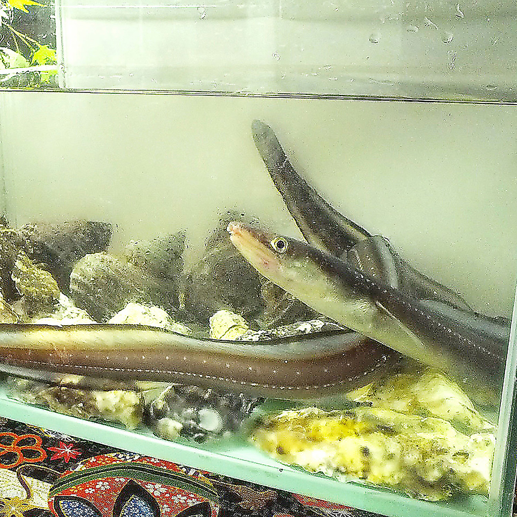 広島の穴子料理・・・鮮度抜群の穴子を造り、白焼き、天ぷらで