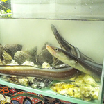 広島の穴子料理・・・鮮度抜群の穴子を造り、白焼き、天ぷらで